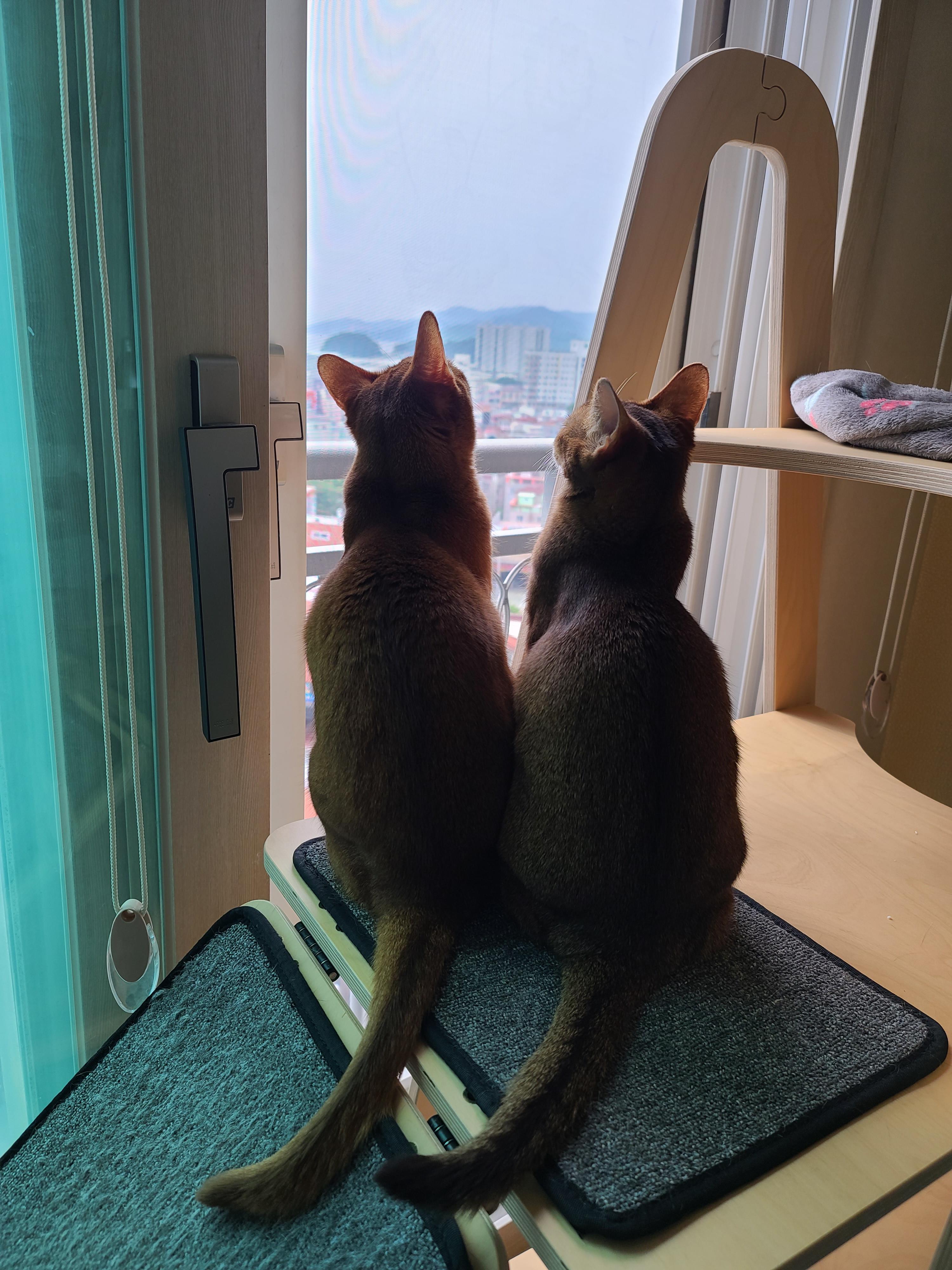 고양이 채터링! 오랜만에 까치등장! 고양이 열매가 열린 캣폴.