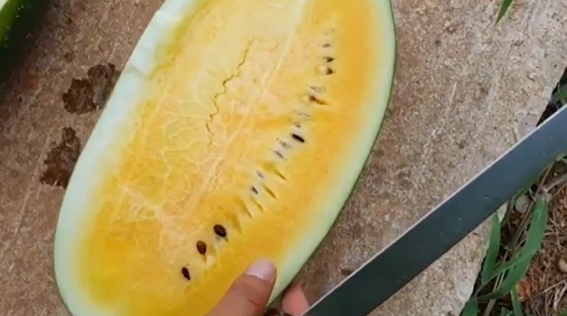 극한직업 고창 수박