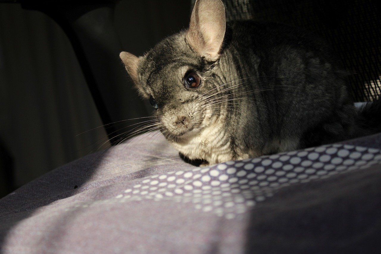 포근한 침대 위에 앉아 있는 친칠라