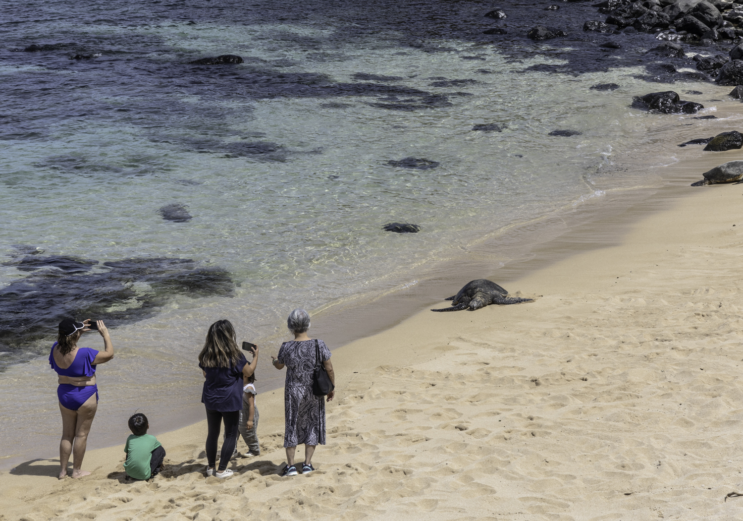 마우이 거북이 포인트