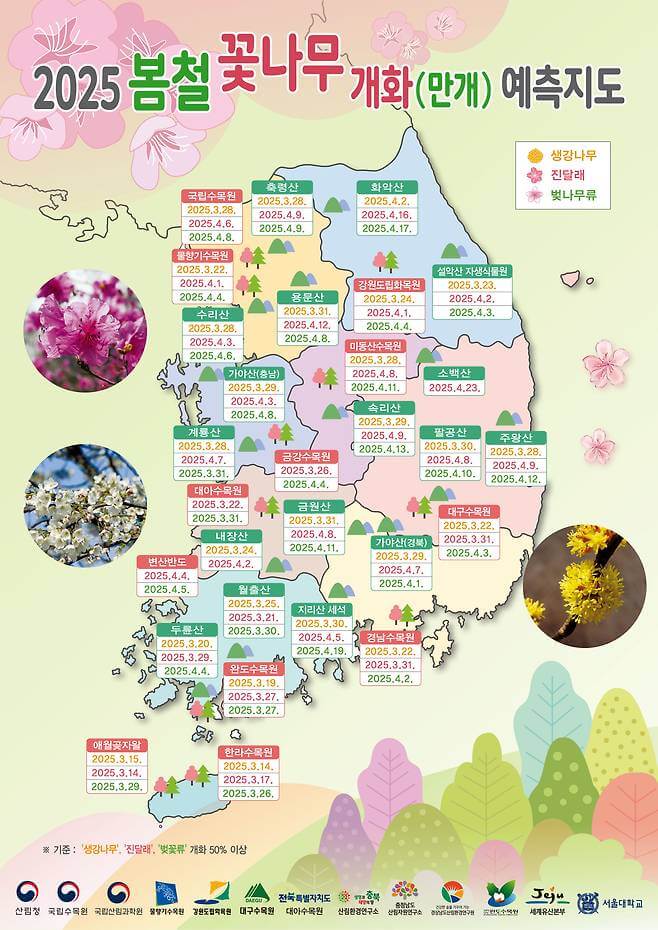 2025년봄꽃개화시기
