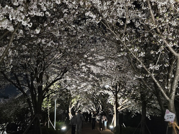 낙동강변 30리 벚꽃길 야경