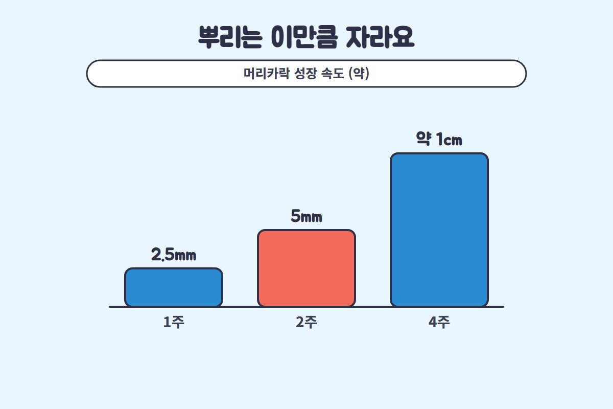 새치염색 주기 새치 뿌리 자라는 길이 일러스트