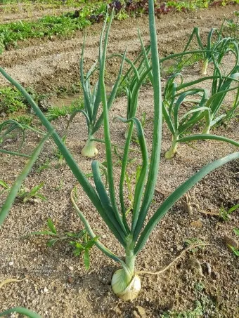 양파 재배 요령 정식 웃거름 도복 수확 건조 포인트_8