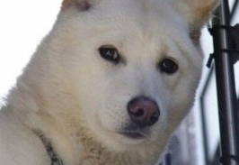 진돗개/출처:어도비스톡