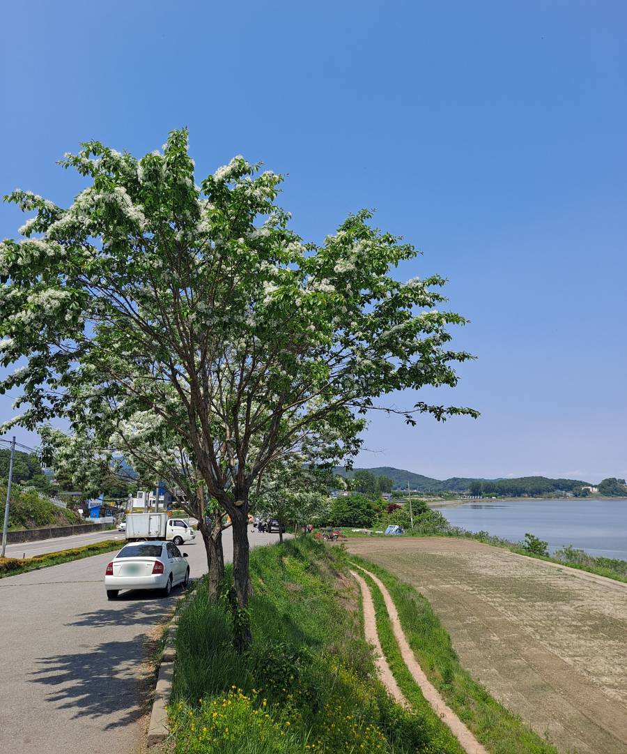 선원면 주차장 이팝나무