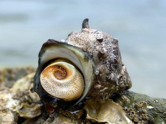 11월 제철 해산물 소라