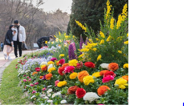 대상포진 예방접종 백신종류 비용