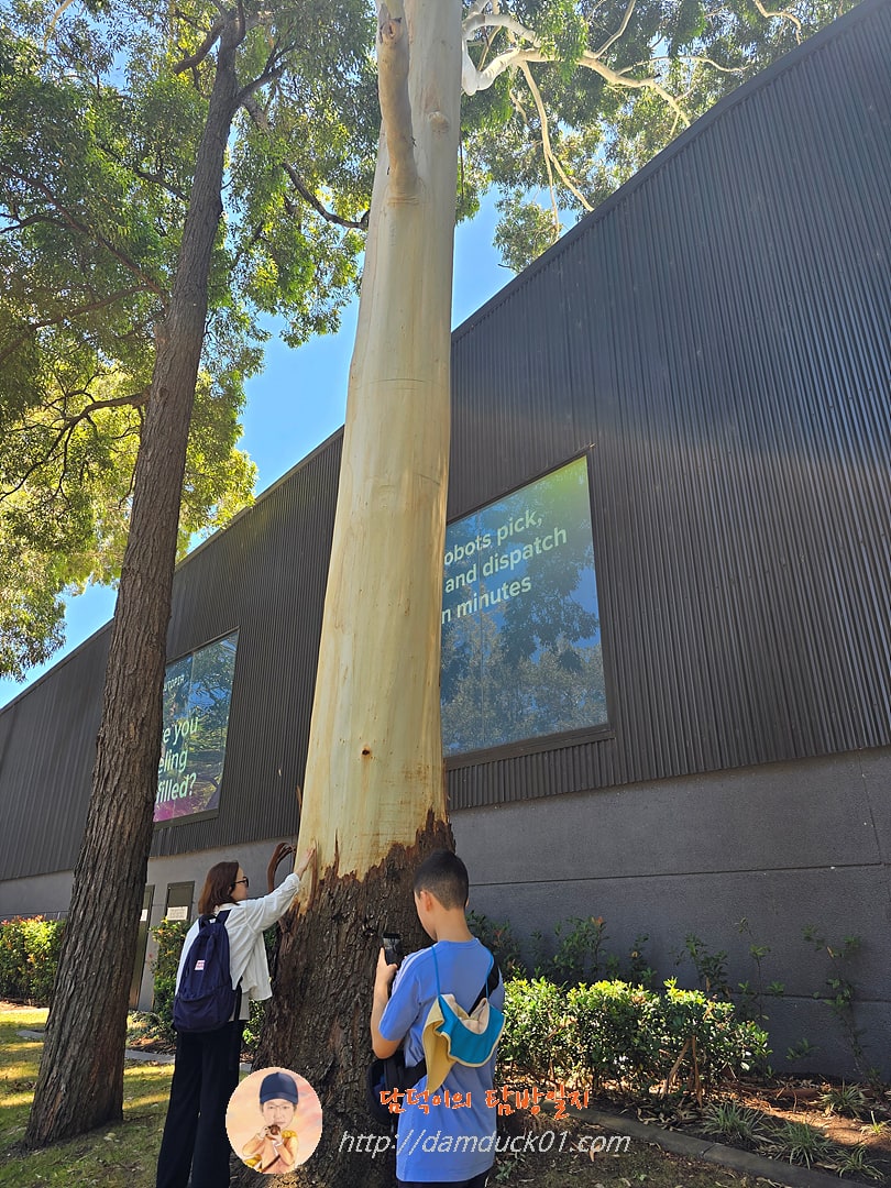 페리 공원 옆 특이한 나무