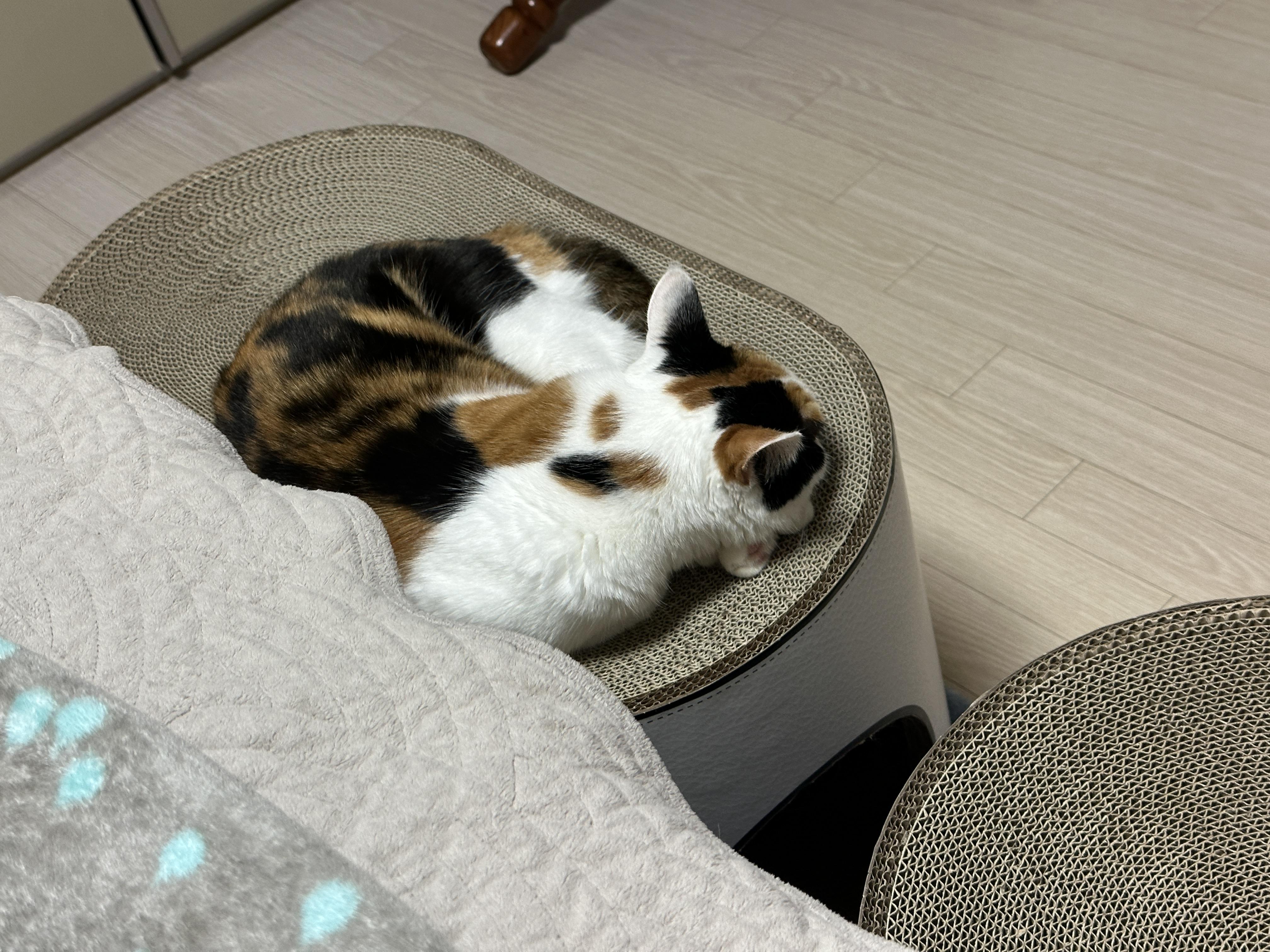 새_스크래쳐_위에서_자고_있는_작은_삼색이고양이_요미