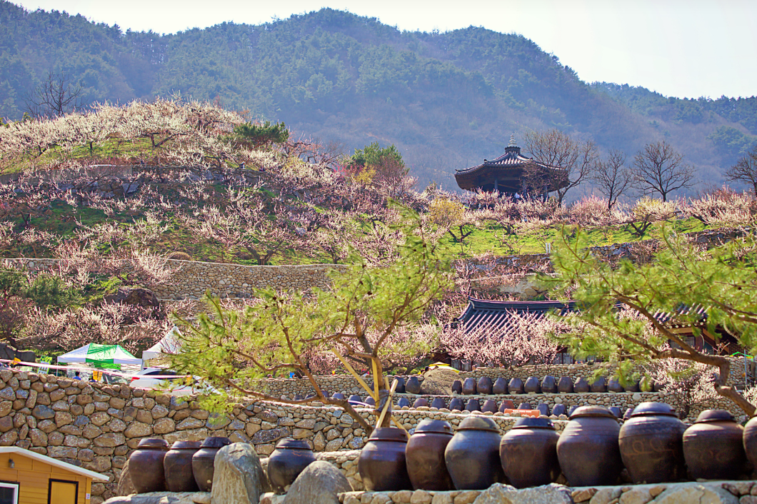 광양매화마을