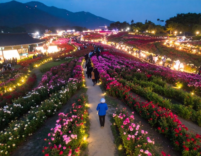 장미축제는 야간에도 운영합니까?