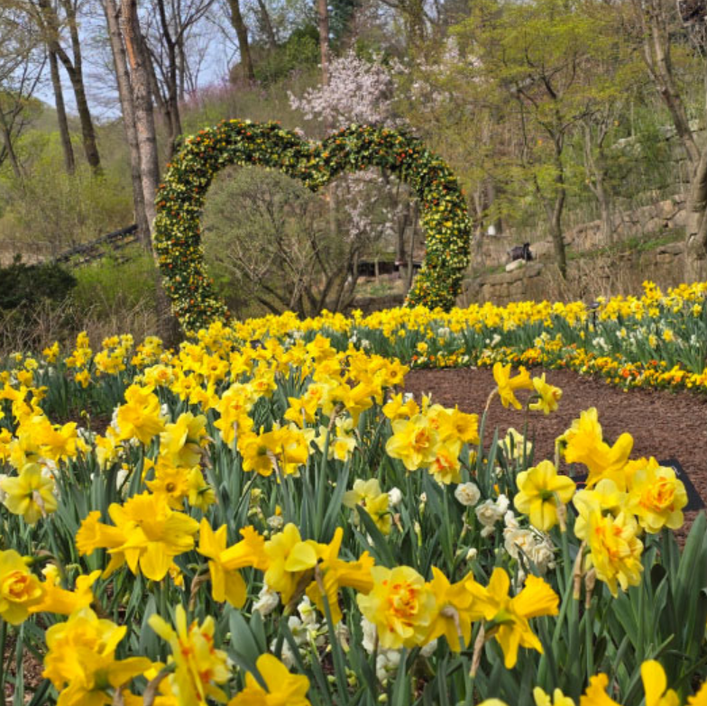화담숲 수선화축제 2