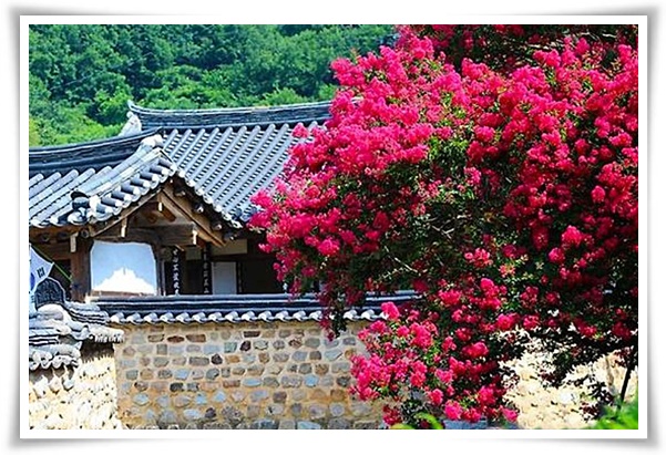 화초 "배롱나무" 한여름 100일 동안 피어나는 정원의 보석!