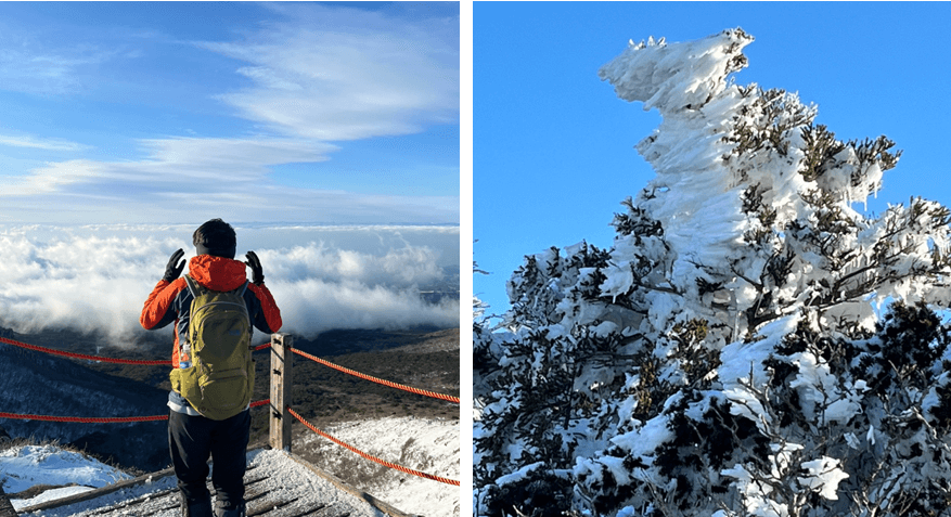 바람이-많이-불어-결대로-눈이-있는-나무