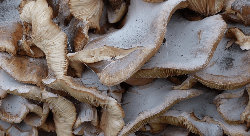 느타리 버섯 사진 - 101987