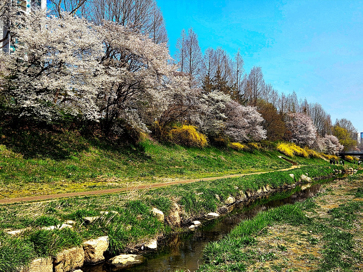 인천 벚꽃 명소 굴포천: 청리단길 꼭 가봐야 할 사계절 감성 산책로