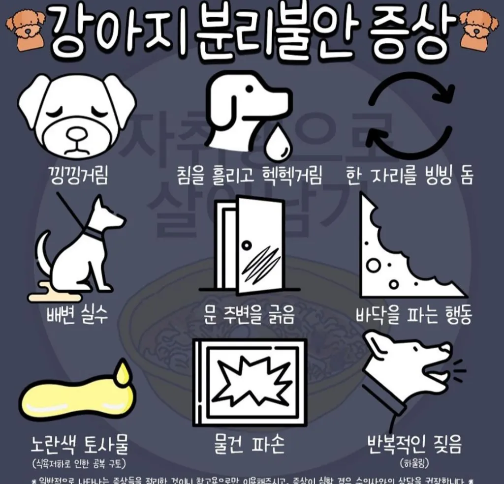 견주라면 알아야 하는 강아지 분리불안 해결법_8
