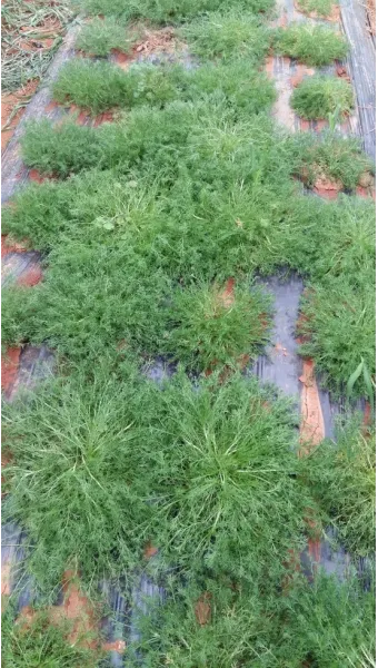 카모마일 재배 직파 심기 연속 개화 수확 건조_5