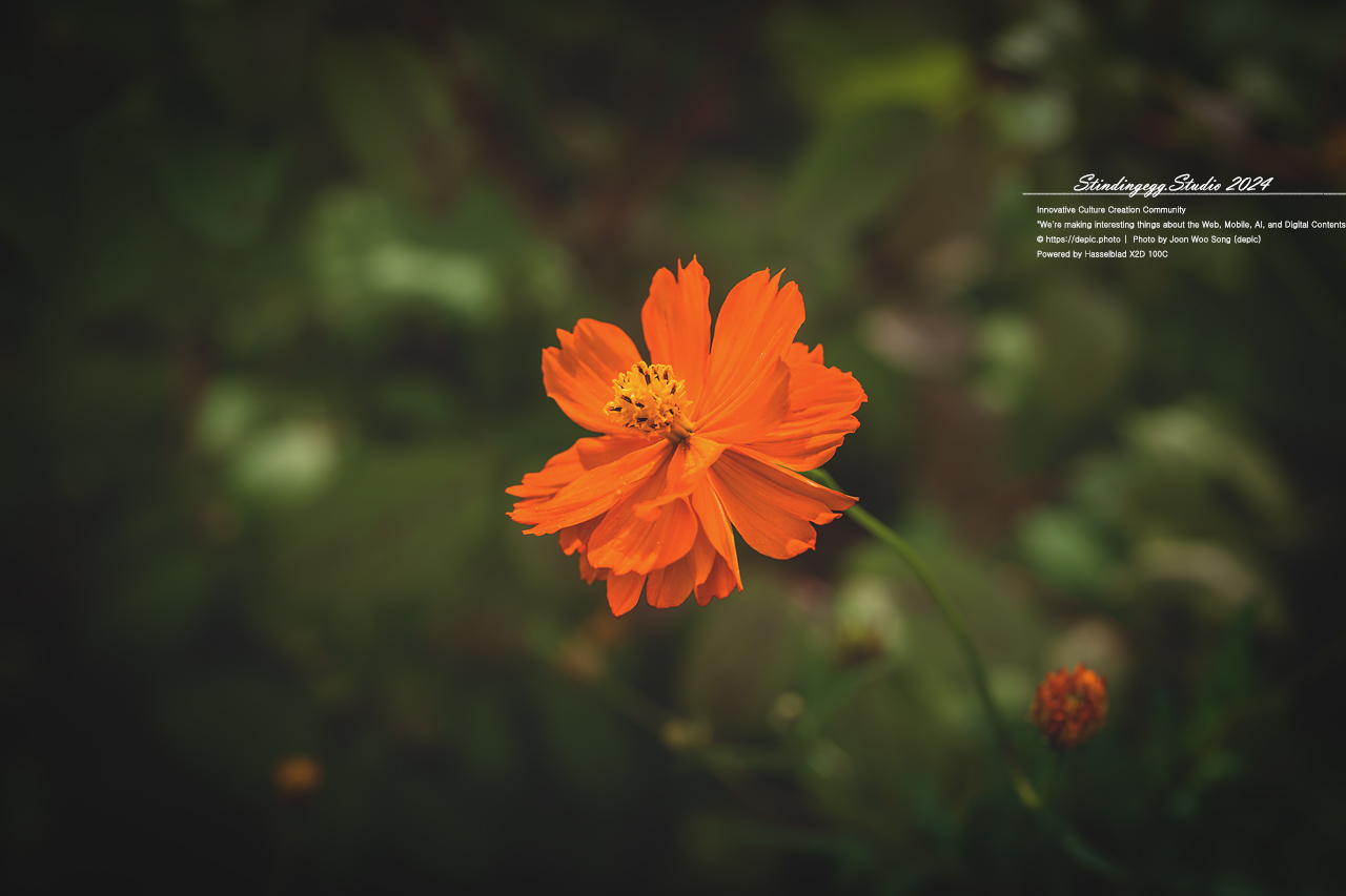 #서울 #식물원 #서울식물원 #꽃