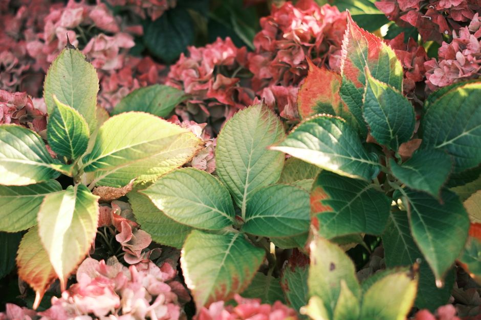 Close-up of colorful hydrangea leaves and flowers in dappled sunlight.