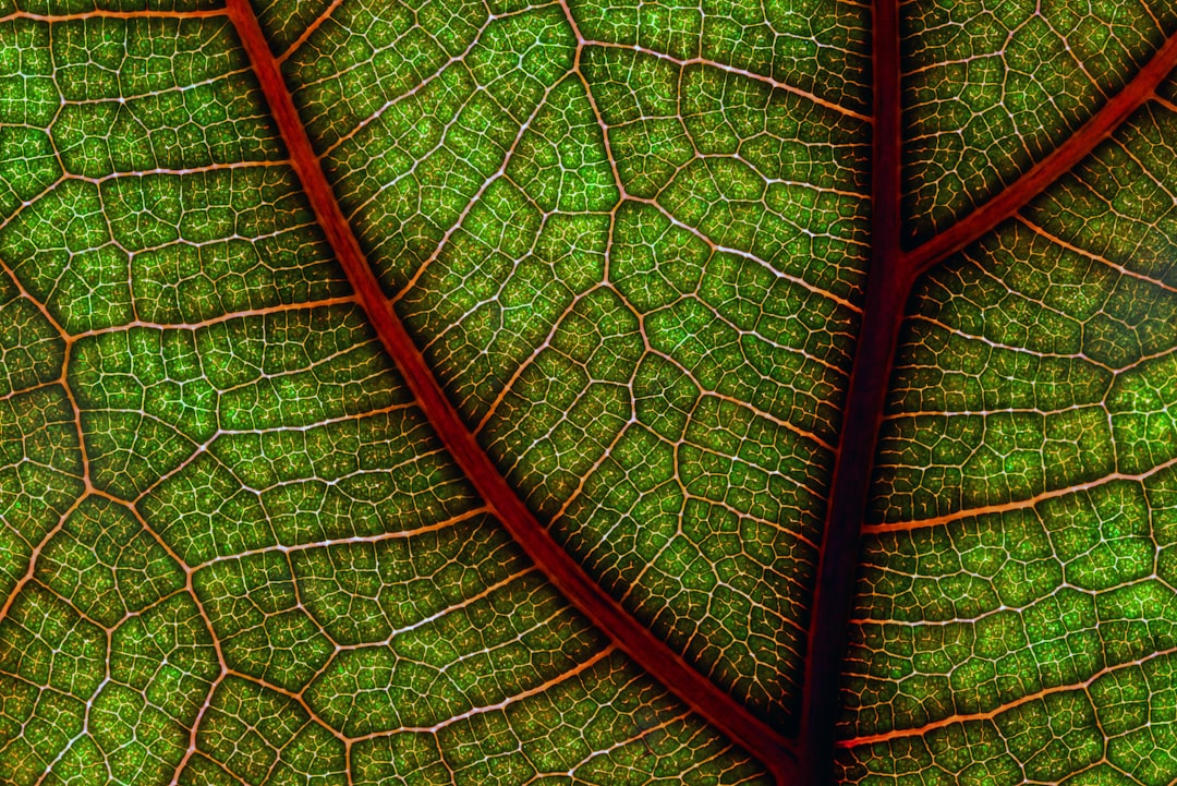 Ficus