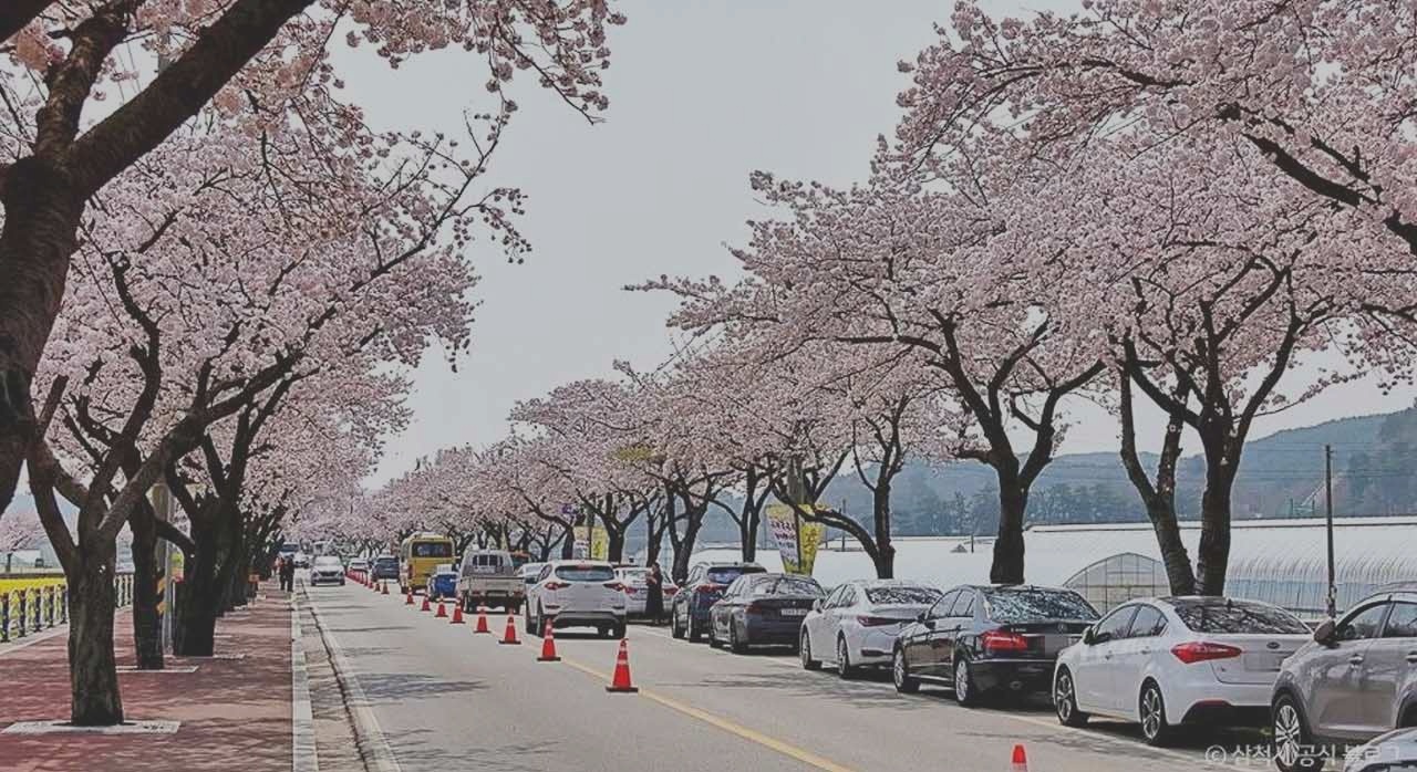 삼척 맹방 벚꽃길의 전경. [ⓒ한국관광공사-삼척시 공식 블로그]