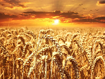 고지혈증에 좋은음식 사진