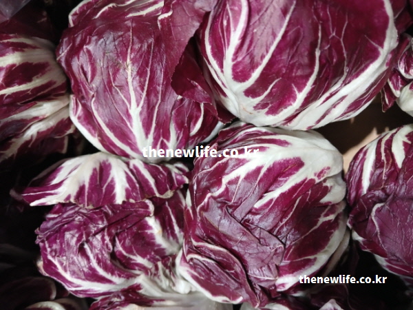 섭취 시 장운동을 활발하게 하여 변비 예방 효능을 주는 싱싱한 라디치오 실물 사진