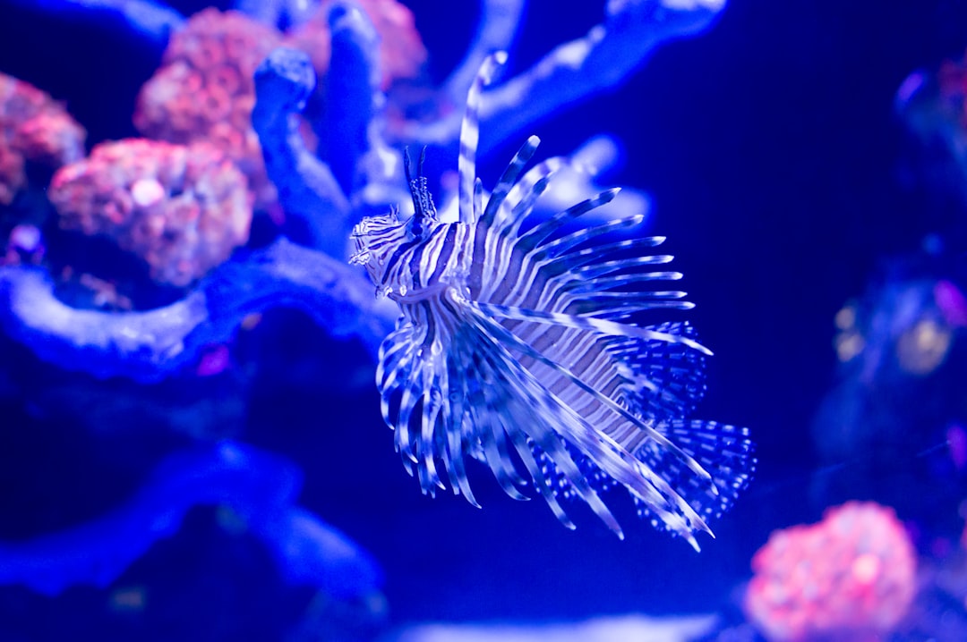 DeepSea.