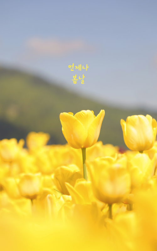 카톡 배경화면 사진 이미지