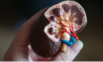 신장이 안좋으면 나타나는 증상