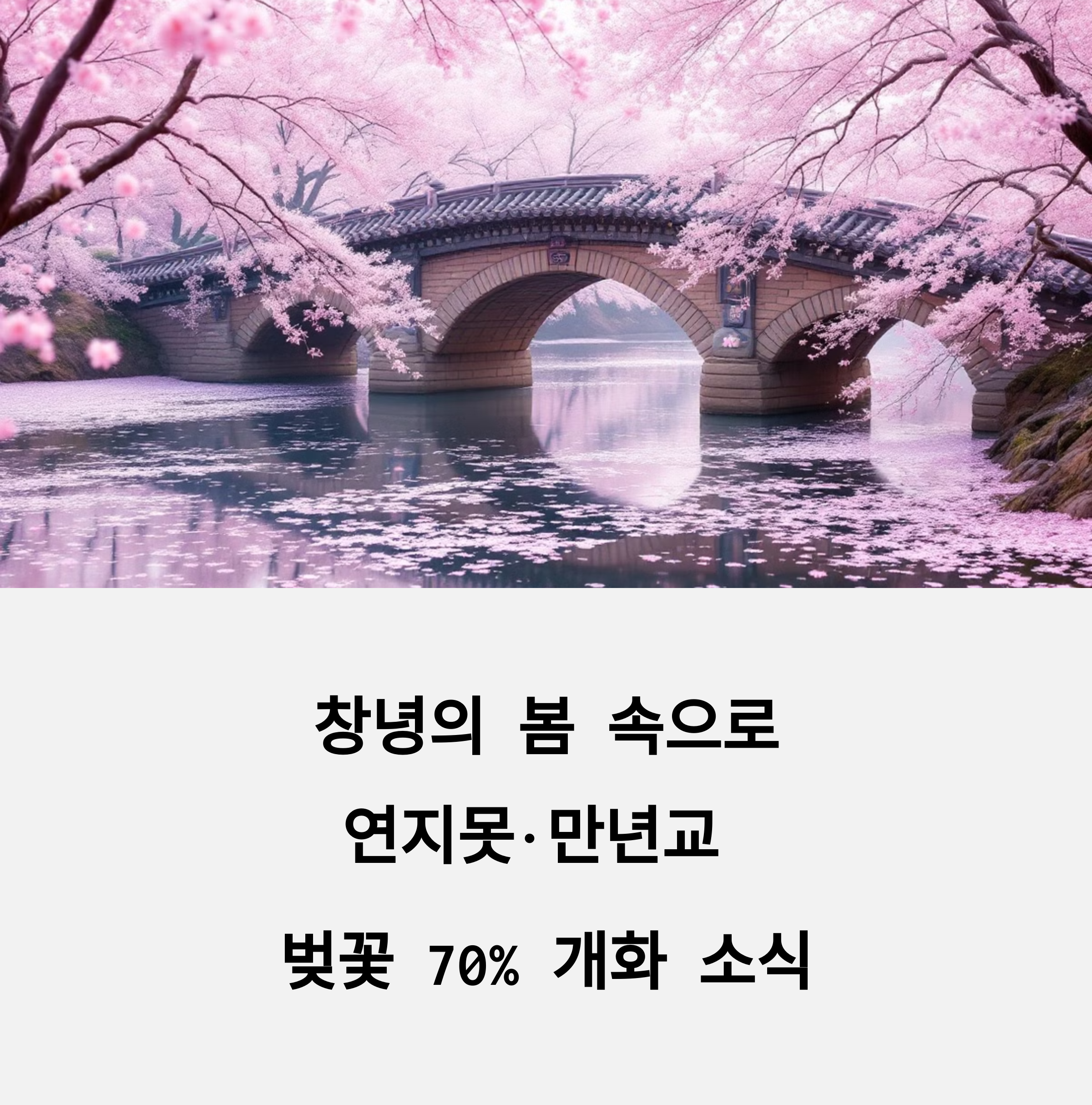 창녕 연지못 만녀교 벚꽃