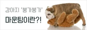 강아지 마운팅 이유 해결 방법_17