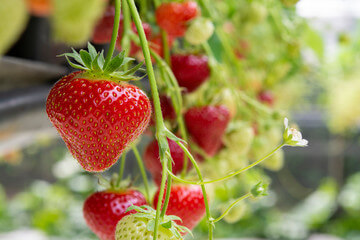 2025 논산딸기축제 기본 정보 주요 프로그램 교통편 및 주차정보
