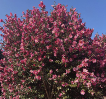 제주 겨울 여행지 동백꽃 명소 추천