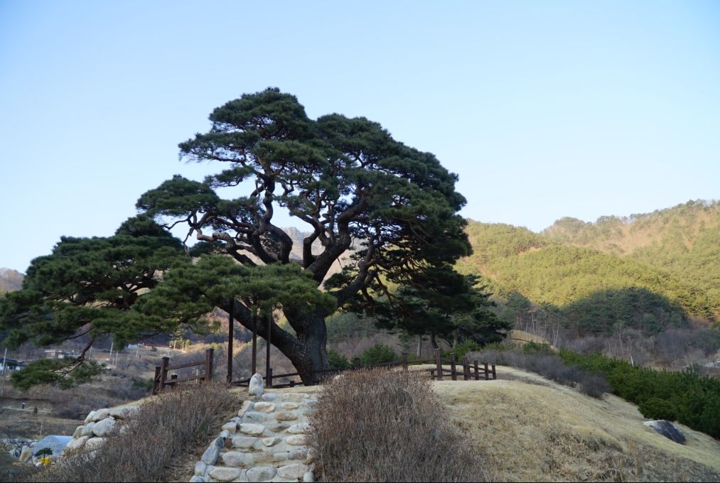 솔고개소나무