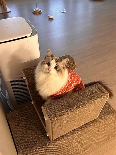 고양이 보험