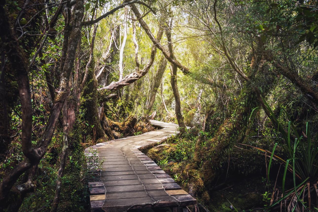 칠로에 국립공원(Chiloé National Park)