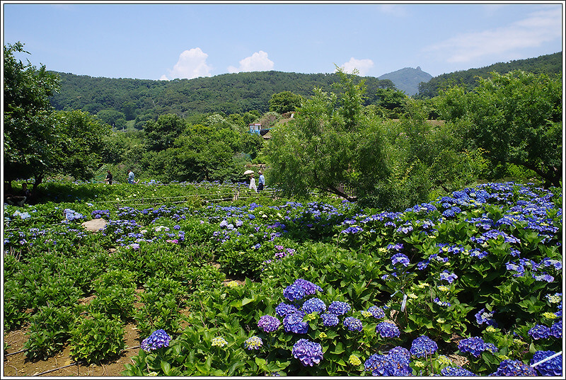 가덕도 외양포 수국정원 전경