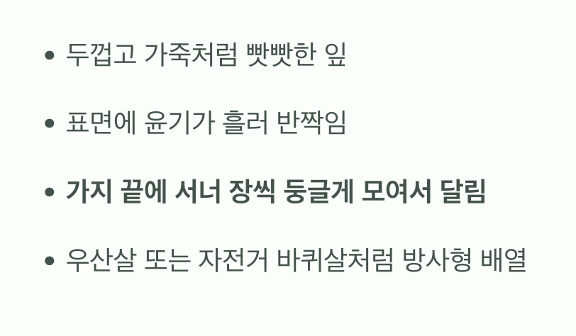 우산처럼 펼쳐진 잎사귀