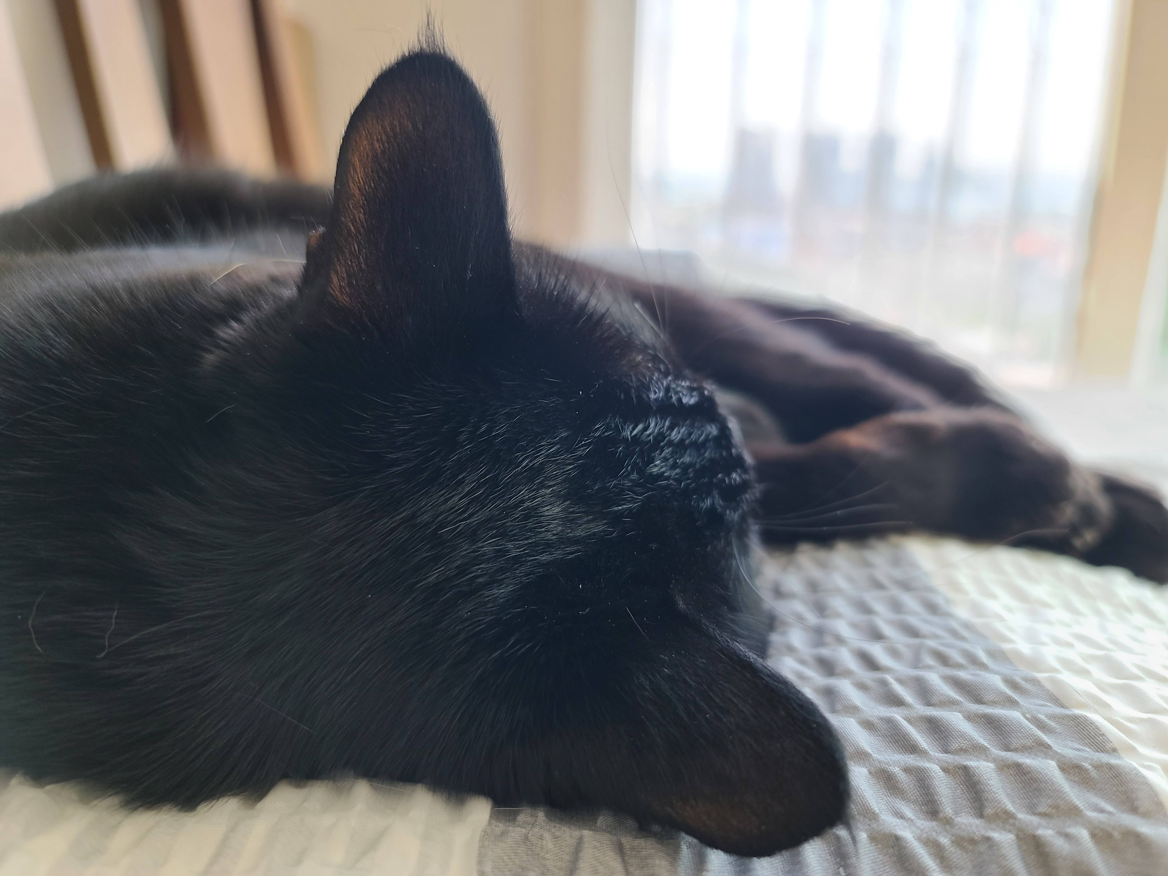 고양이들의 냥통수를 모아봤다. 치명적인 매력의 냥통수들.