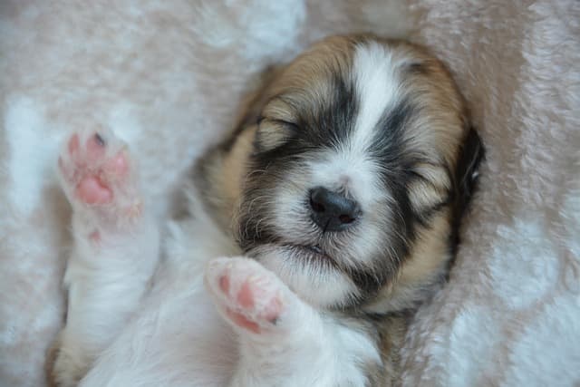 canine atopic dermatitis