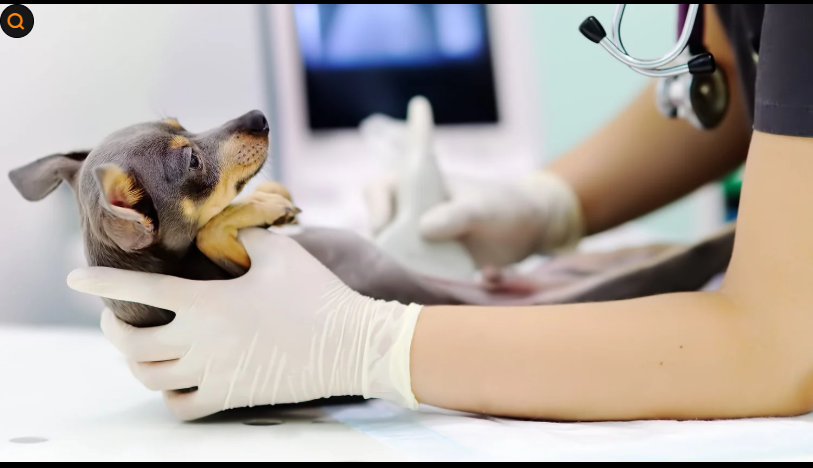 강아지 아토피 완치 가능할까? 지금 당장 해야 할 해결법 공개