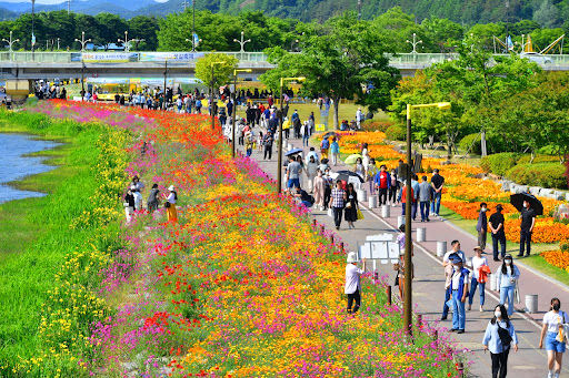 장성 황룡강 길동무 꽃길축제