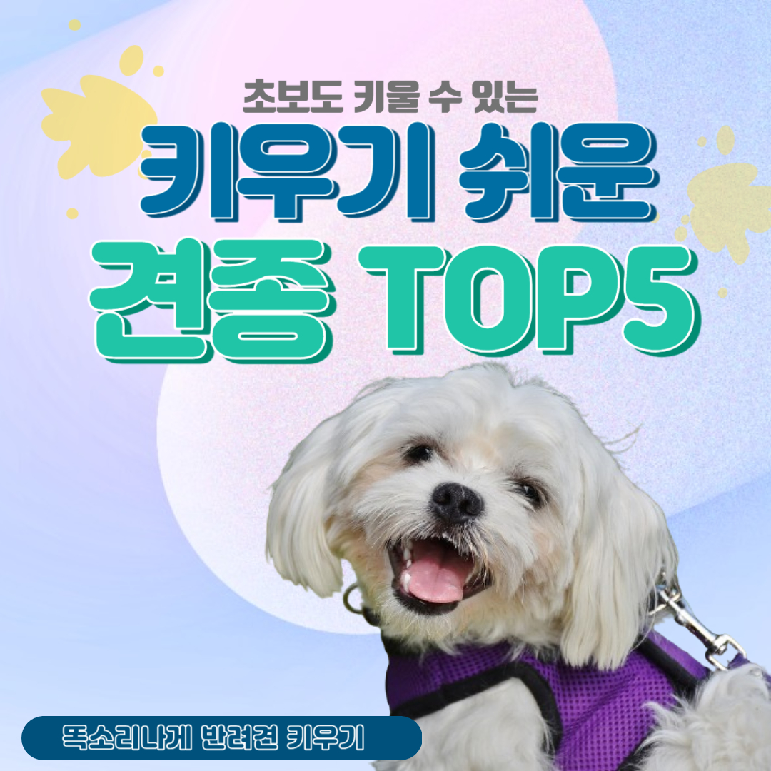 키우기 쉬운 강아지 견종