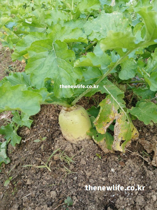 가을과 겨울 제철을 맞아 영양과 비타민C가 풍부해진 무 재배 현장 실사진