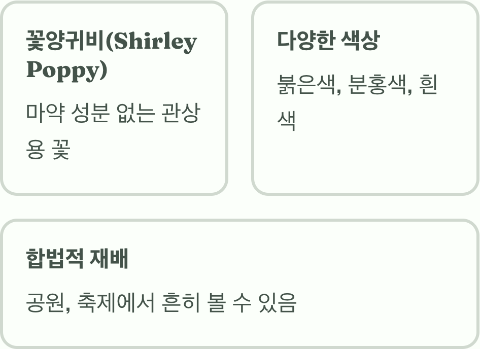 우리가 보는 대부분은 '꽃양귀비'
