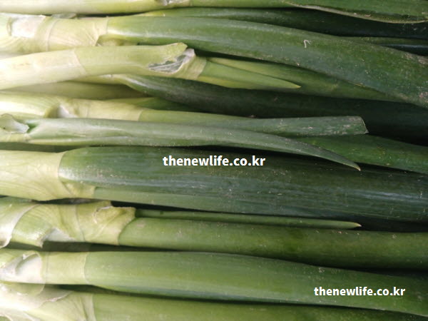 대파 효능 영양 성분 실사진
