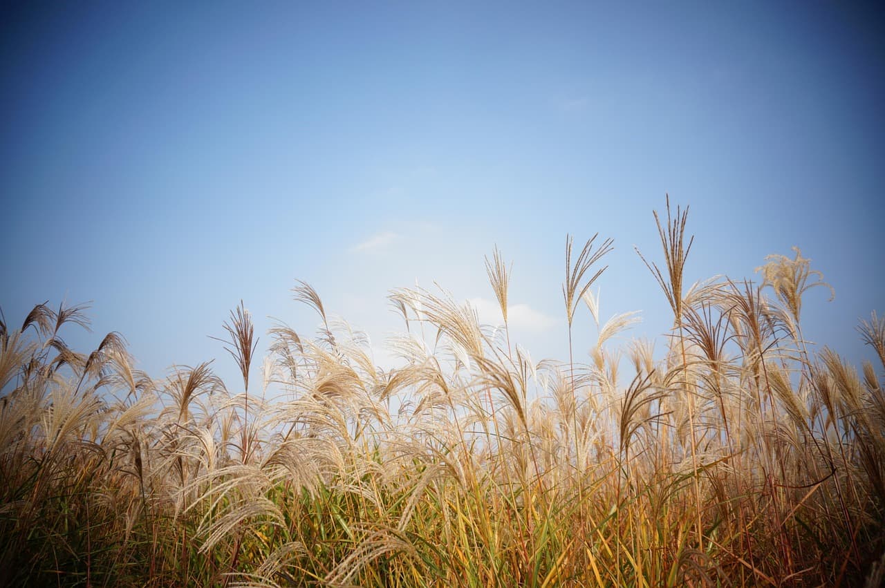 🌾 2025 서울억새축제 완벽 가이드